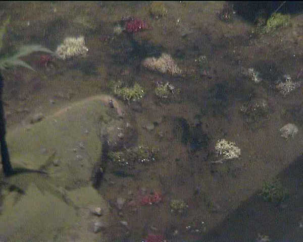 Chap065.jpg, 22.06.2004, 29 kB