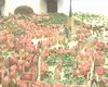 1366_24.jpg