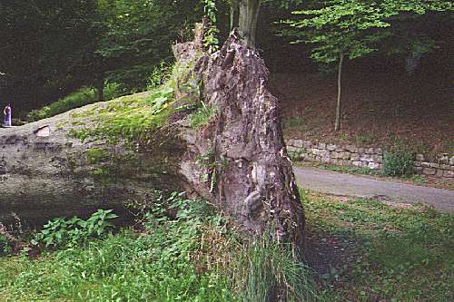 Buchen4.jpg, 42790 bytes, 20.11.00