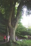 Buchen3.jpg