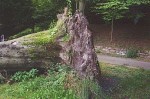 Buchen4.jpg